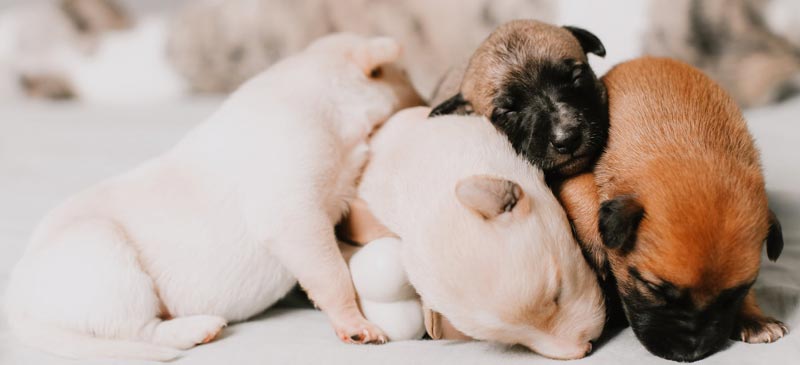 A group of 4 puppies sleeping on top of each other.