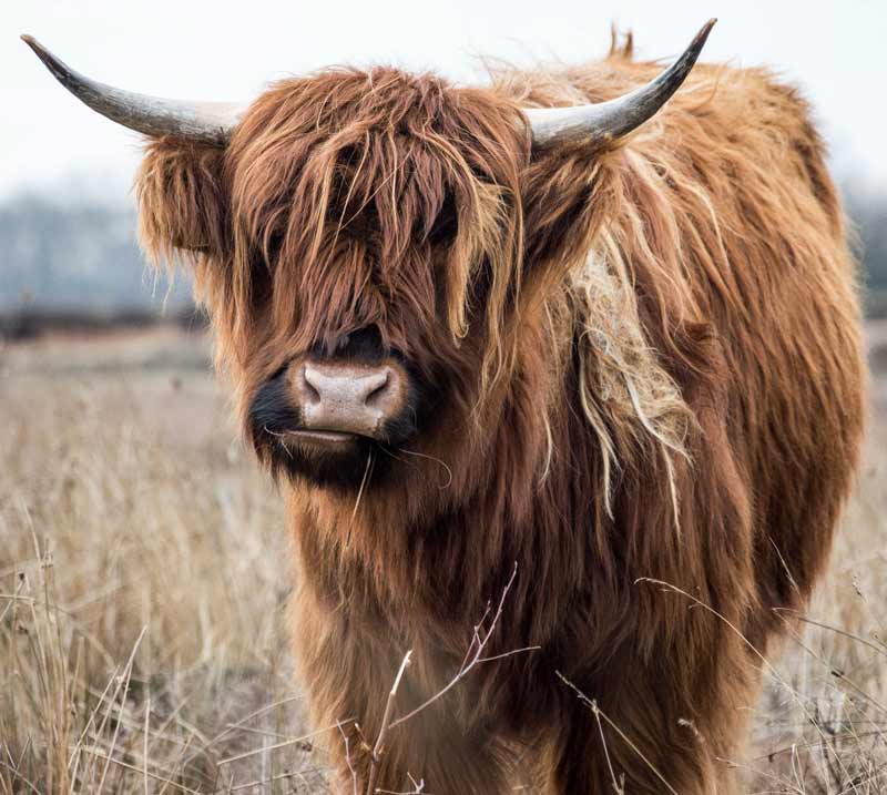 A Brown Yak grazing in a grass field 